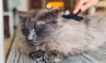 Защо котката пада в вълна?
